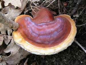 Ganoderma lingzhi