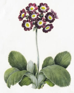 Auricula Arundel Stripe