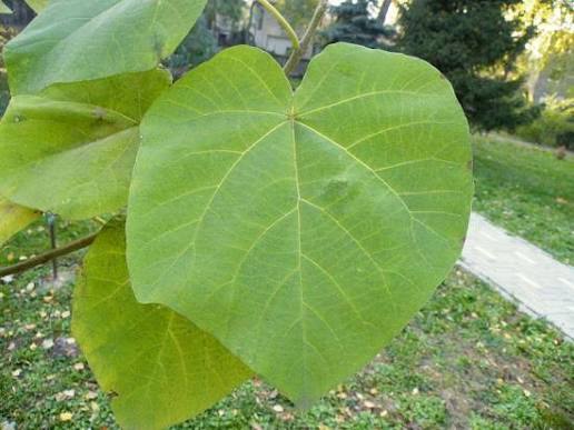 Paulownia tree leaves
